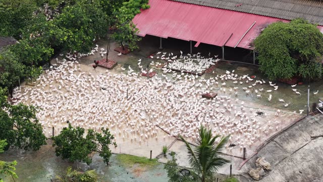Aerial View Of Duck Farm