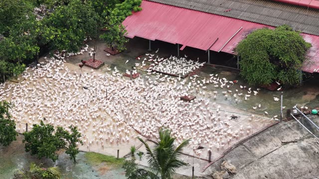 Ducks Swimming In Farm Pond