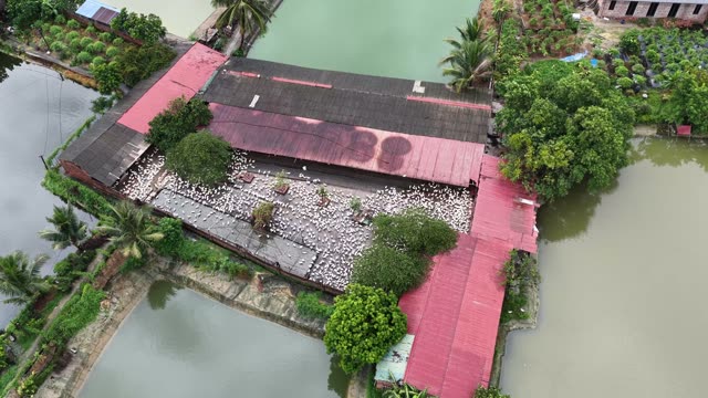 Duck Farm Near River Landscape