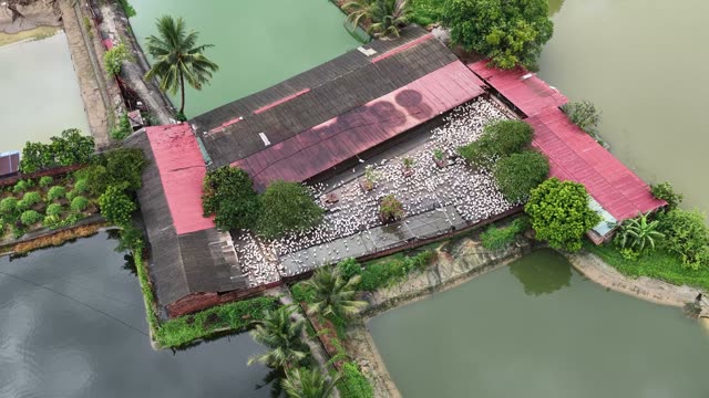 Aerial View Of Duck Farm