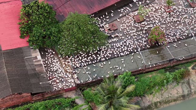 Ducks Swimming In Farm Pond