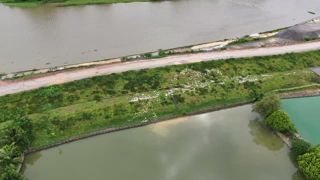 Drone View Of Duck Farm Complex