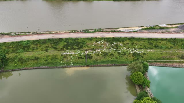 Duck Farm Near River Landscape