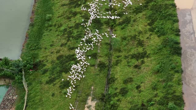 Aerial View Of Duck Farm
