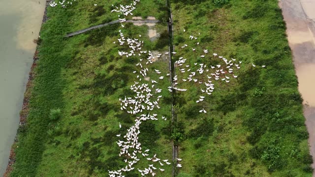 Ducks Swimming In Farm Pond