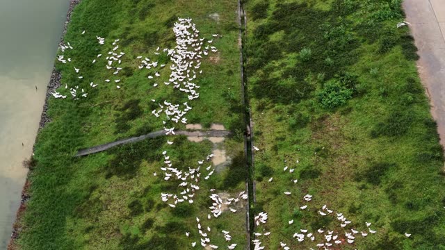 Ducks Walking Along Grassy Dike