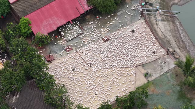 Drone View Of Duck Farm Complex