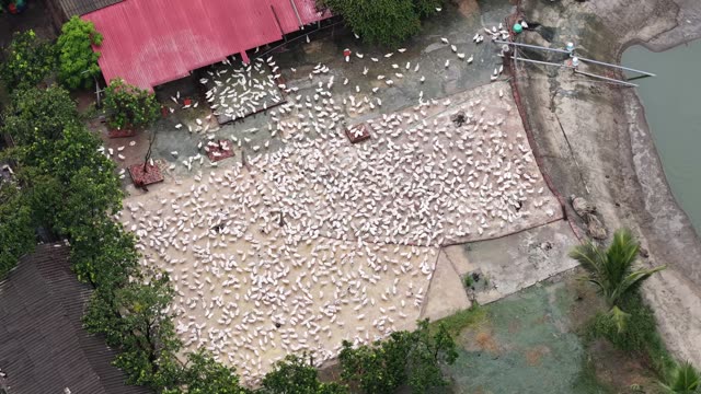 Duck Farm Near River Landscape