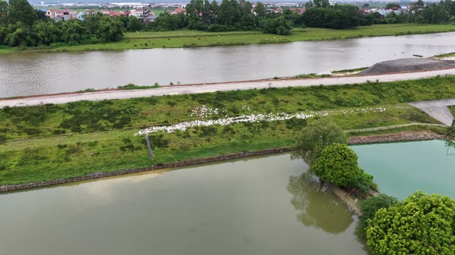 Drone View Of Duck Farm Complex