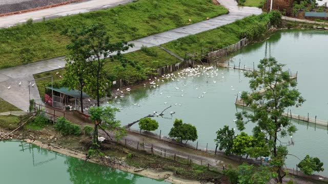 Duck Farm Near River Landscape