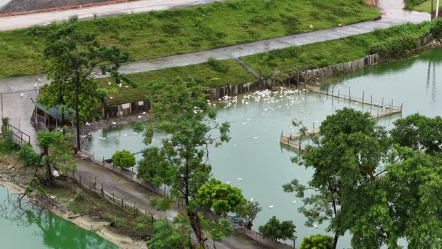 Aerial View Of Duck Farm