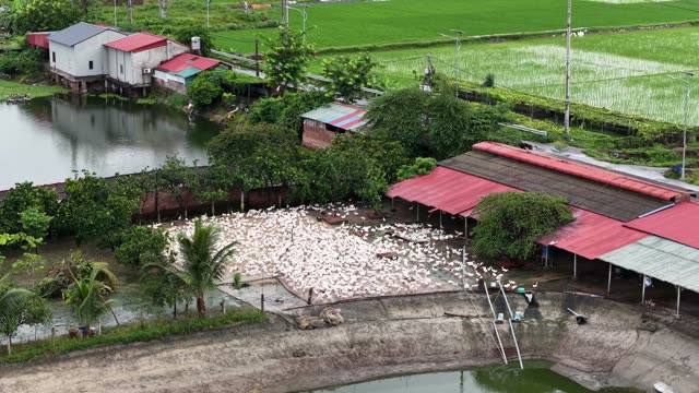 Ducks Swimming In Farm Pond