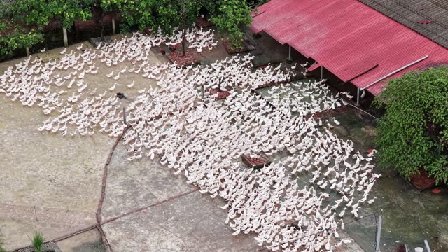 Drone View Of Duck Farm Complex