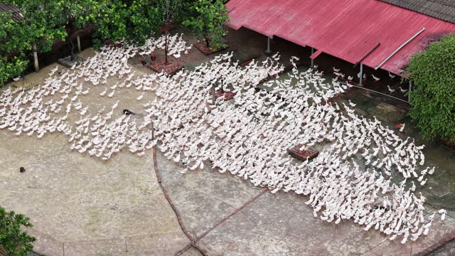 Duck Farm Near River Landscape