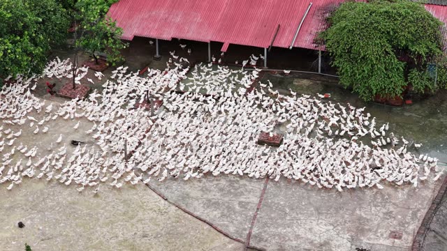 Ducks Resting Under Farm Shelter
