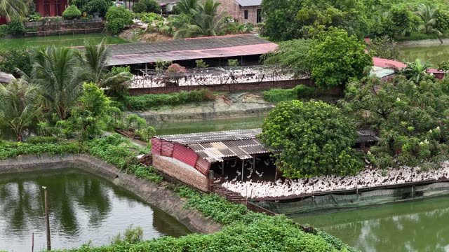 Aerial View Of Duck Farm