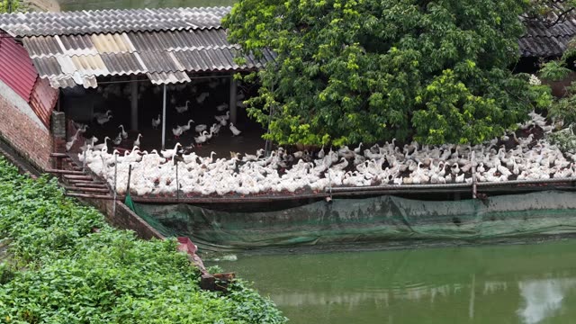 Drone View Of Duck Farm Complex