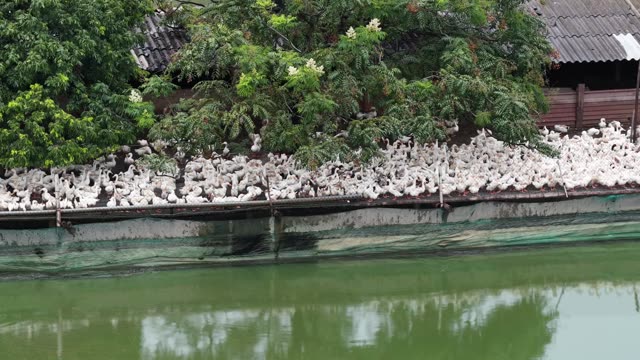 Duck Farm Near River Landscape