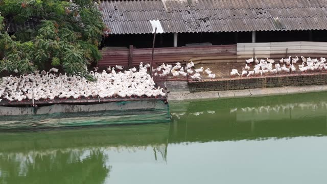 Ducks Resting Under Farm Shelter
