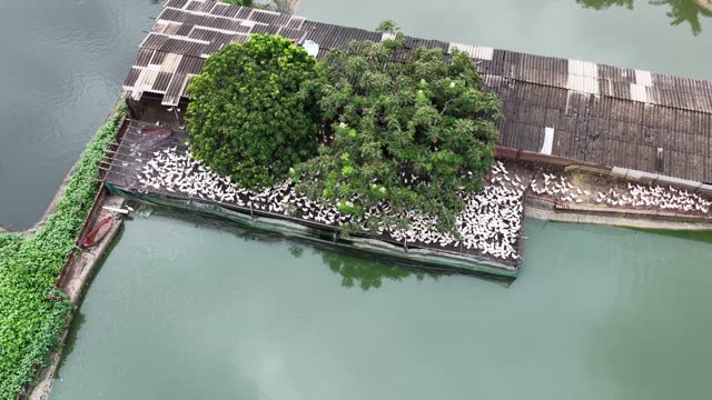 Aerial View Of Duck Farm