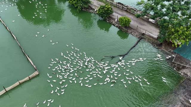 Drone View Of Duck Farm Complex