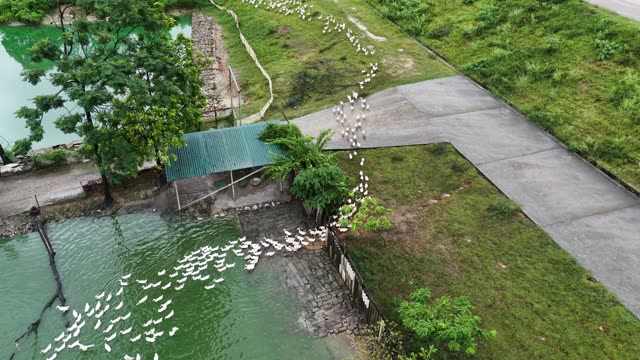 Duck Farm Near River Landscape