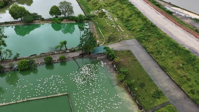 Aerial View Of Duck Farm