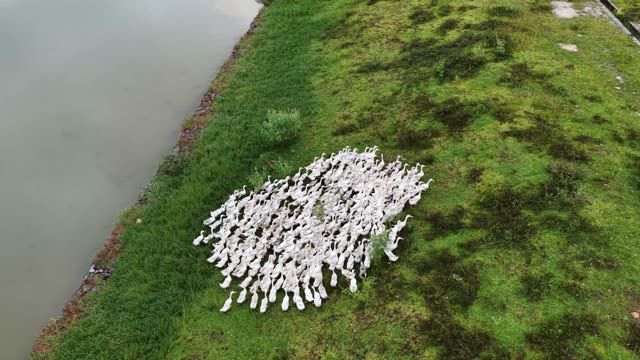 Drone View Of Duck Farm Complex