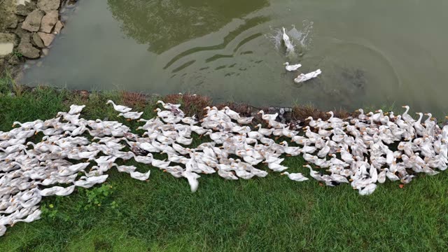 Duck Farm Near River Landscape