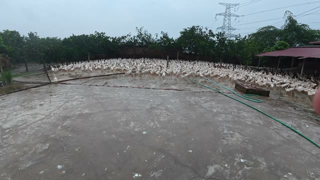 Duck Flock Walking In Farmyard