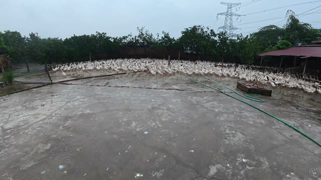 Ducks Gathered By Feeding Shed