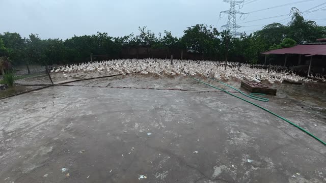 Rooster Among Duck Flock