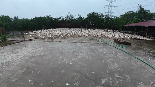 Duck Flock Walking In Farmyard