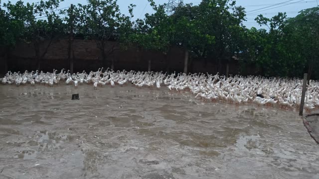Rooster Among Duck Flock