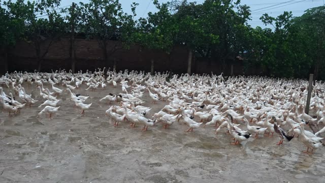 Ducks Gathered By Feeding Shed