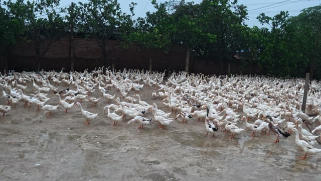 Rooster Among Duck Flock