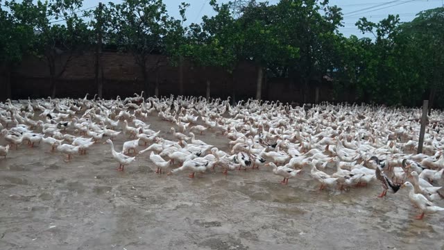 Duck Flock Walking In Farmyard