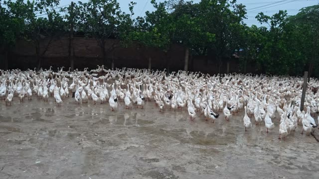 Ducks Gathered By Feeding Shed