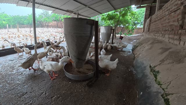 Rooster Among Duck Flock