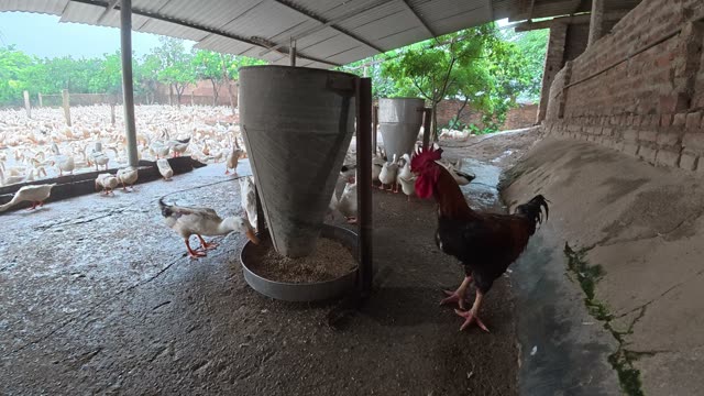 Rooster Among Duck Flock