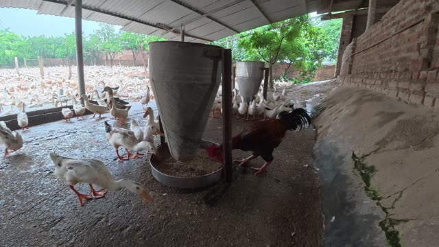 Duck Flock Walking In Farmyard