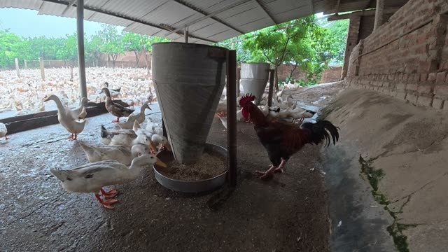 Ducks Gathered By Feeding Shed