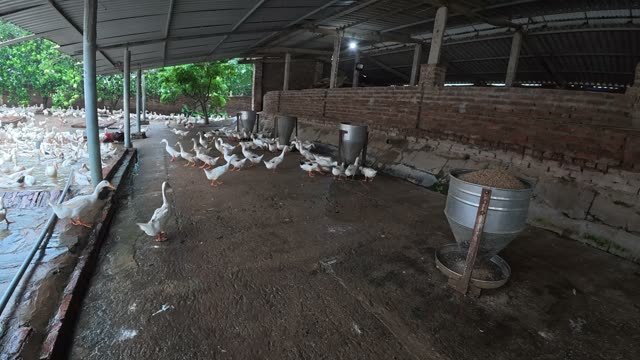 Duck Flock Walking In Farmyard