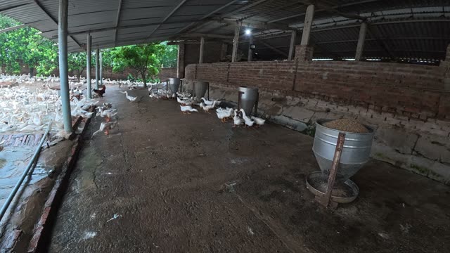 Rooster Among Duck Flock