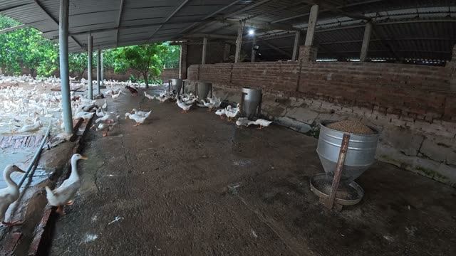 Duck Flock Walking In Farmyard