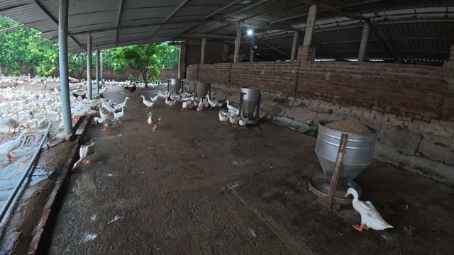 Rooster Among Duck Flock