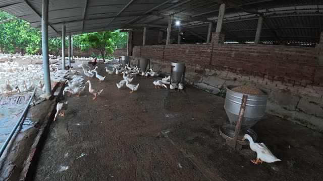 Duck Flock Walking In Farmyard