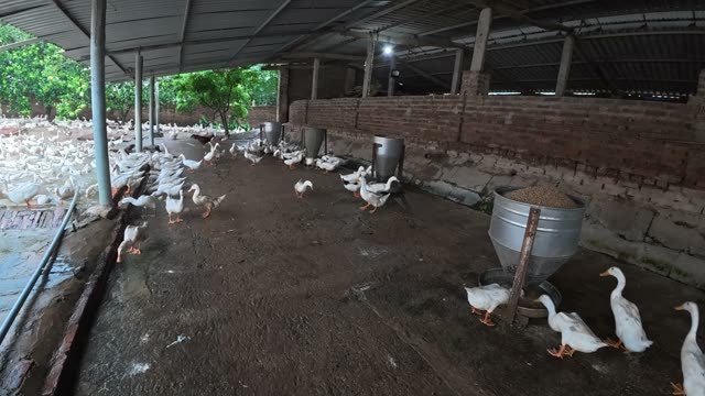 Ducks Gathered By Feeding Shed