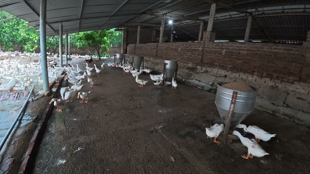 Rooster Among Duck Flock