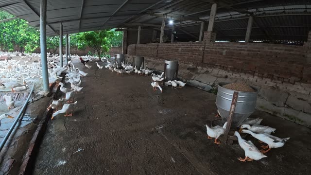 Duck Flock Walking In Farmyard